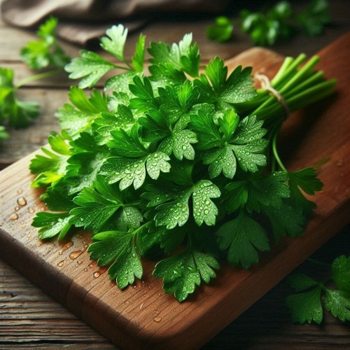 Cilantro