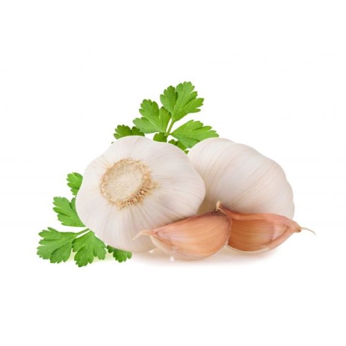 Garlic